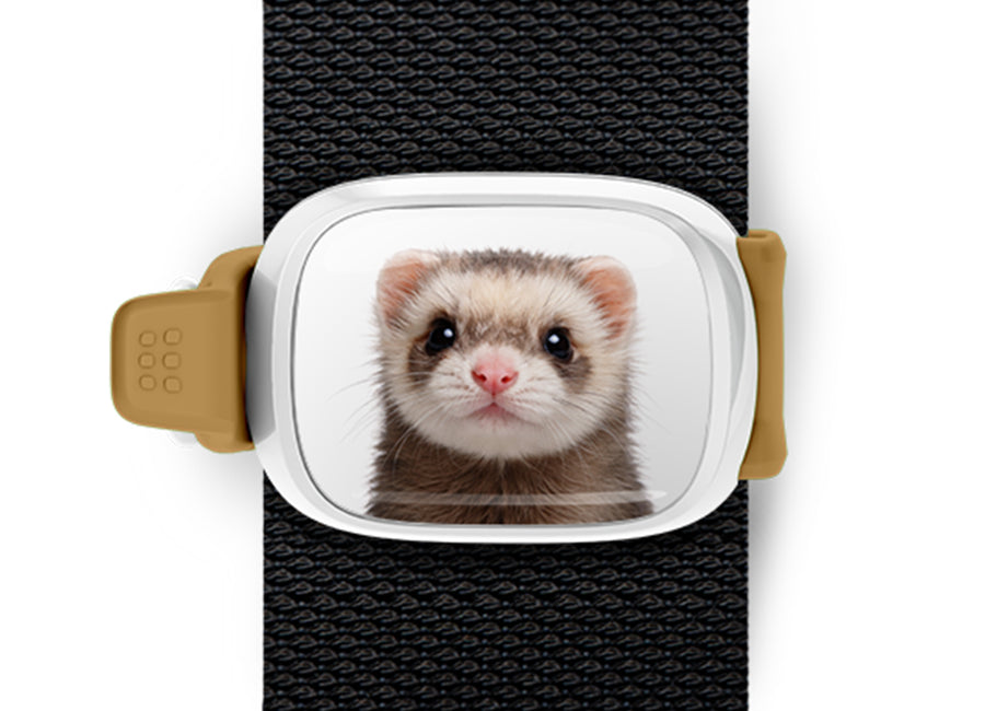 Ferret Stwrap bag tag mounted flat on a black backpack strap.