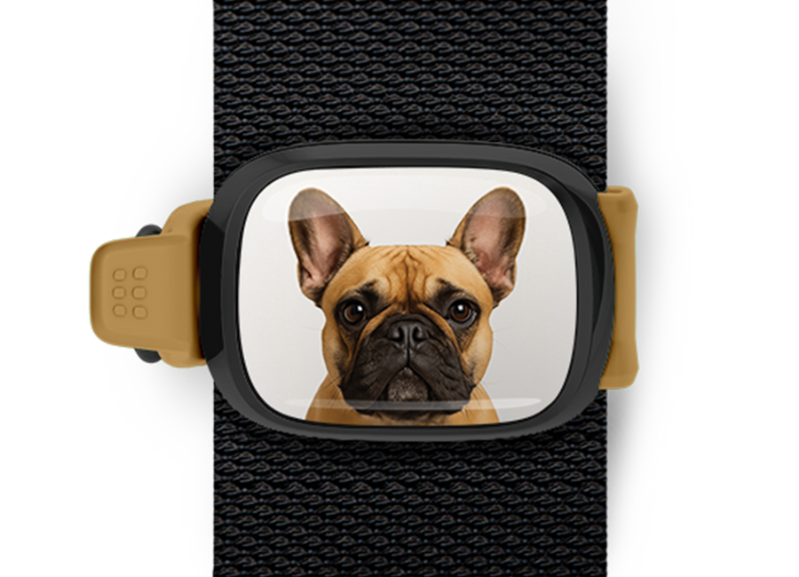 French Bulldog Bag Tag mounted flat on a bag strap