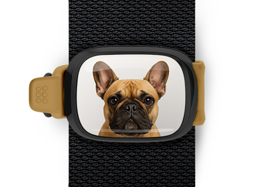 French Bulldog Bag Tag mounted flat on a bag strap