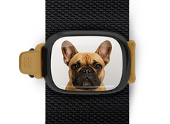 French Bulldog Stwrap Bag Tag