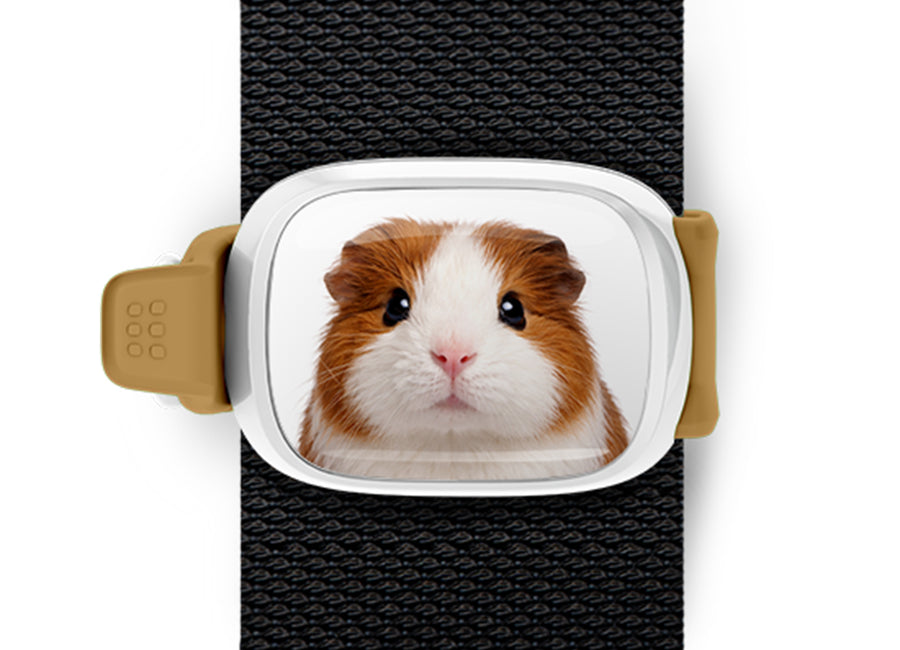 Guinea Pig Stwrap bag tag mounted flat on a black backpack strap.