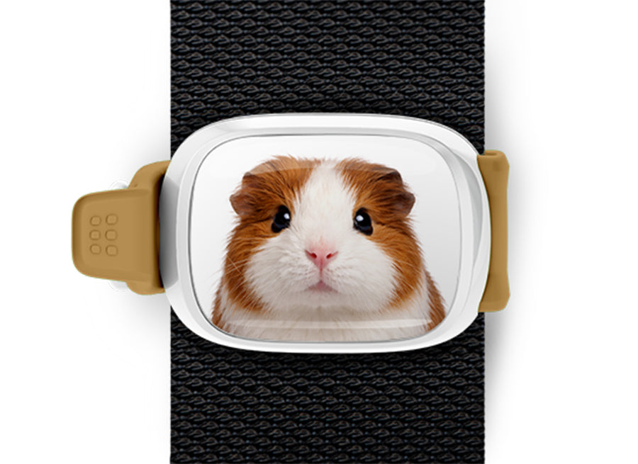 Guinea Pig Stwrap bag tag mounted flat on a black backpack strap.