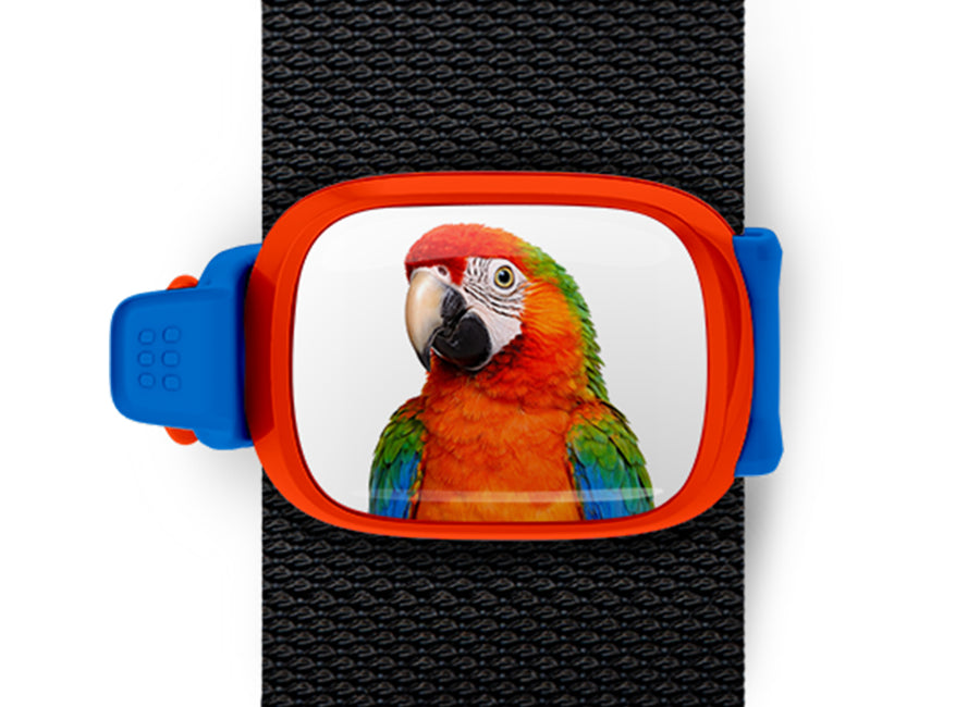 Scarlet Macaw Stwrap bag tag mounted flat on a black backpack strap.