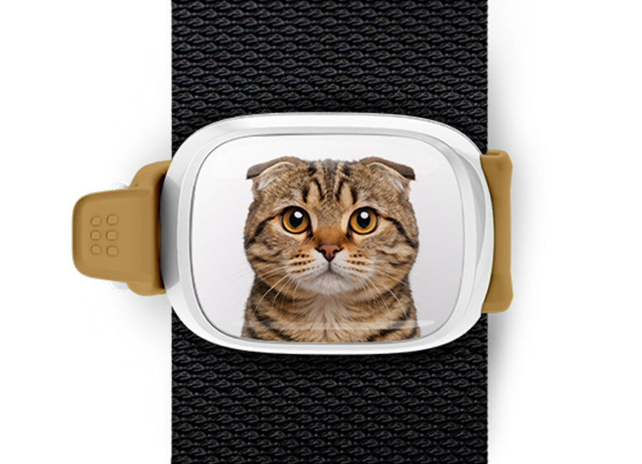 Scottish Fold Cat Stwrap bag tag mounted flat on a black backpack strap.