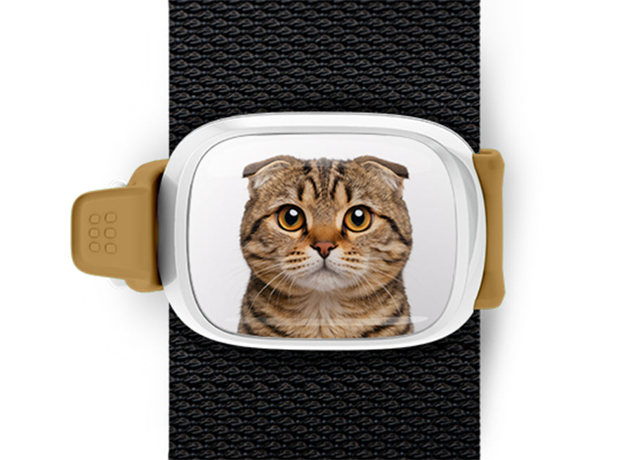 Scottish Fold Cat Stwrap bag tag mounted flat on a black backpack strap.