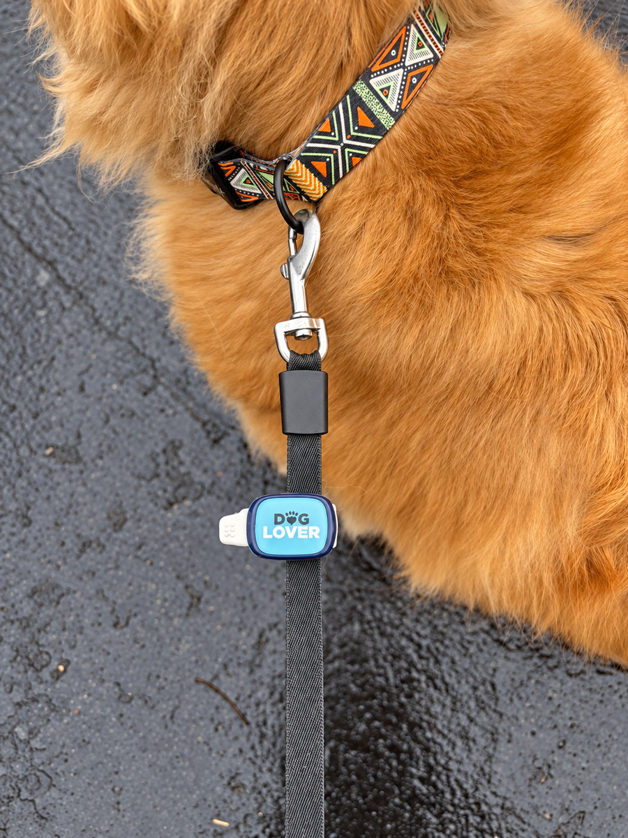 Dog Lover Stwrap attached to a leash beside a golden dog
